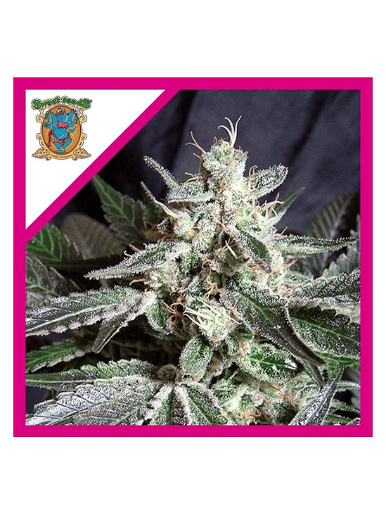 BLACK JACK  FEM® X3+1-SWEET SEEDS 1