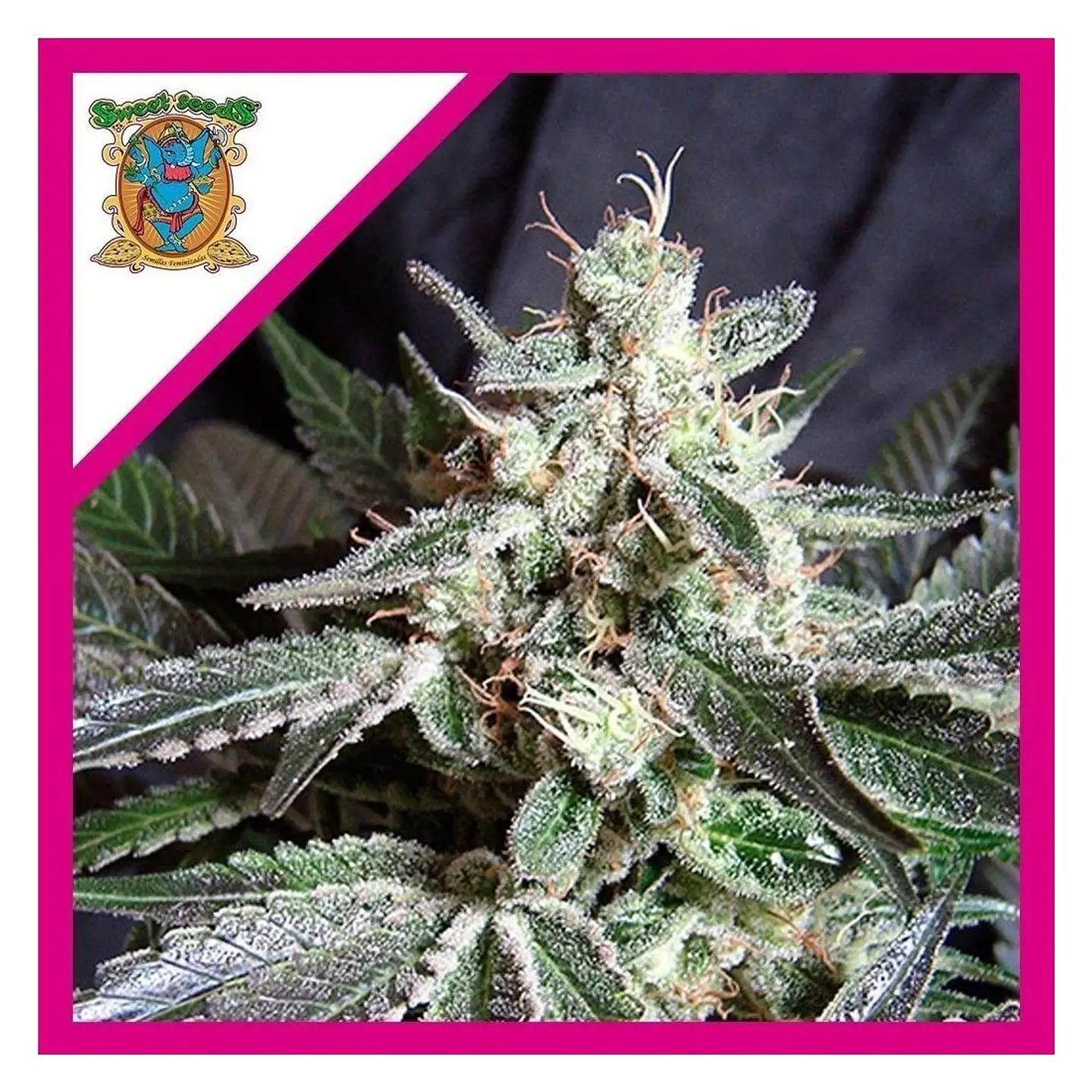 Black Jack  Fem® X3+1-Sweet Seeds 1