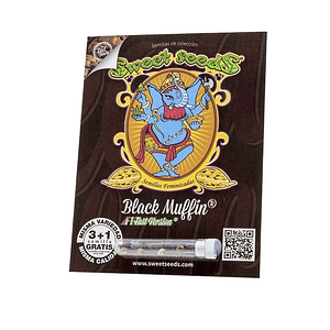 Black Muffin F1 Fast Version X3+1-Sweet Seeds