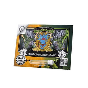 MIMOSA BRUCE  BANNER  XL AUTO® 3+1-SWEET SEEDS