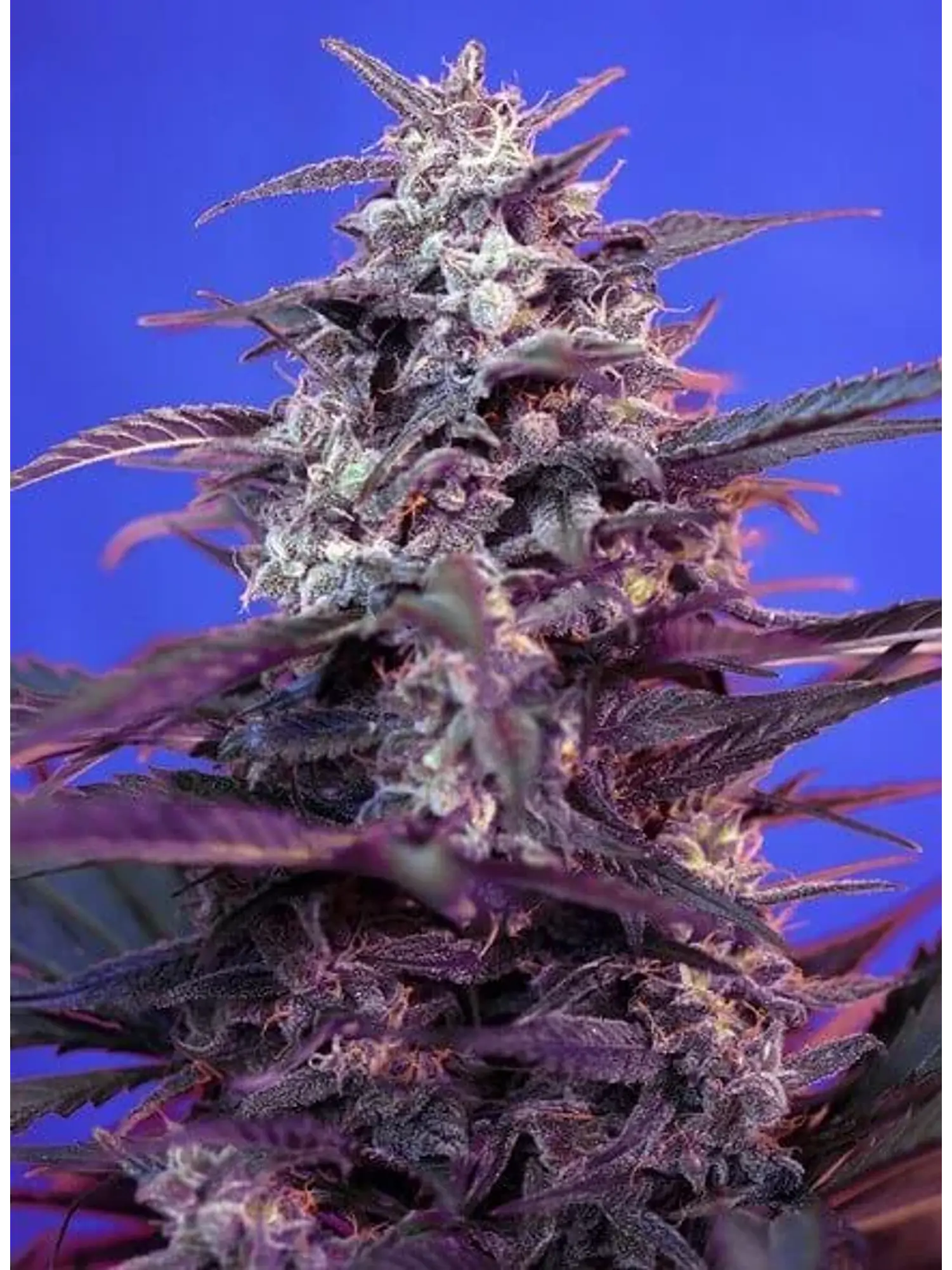 Bloody Skunk Red Family  Auto® X3+1-Sweet Seeds 2