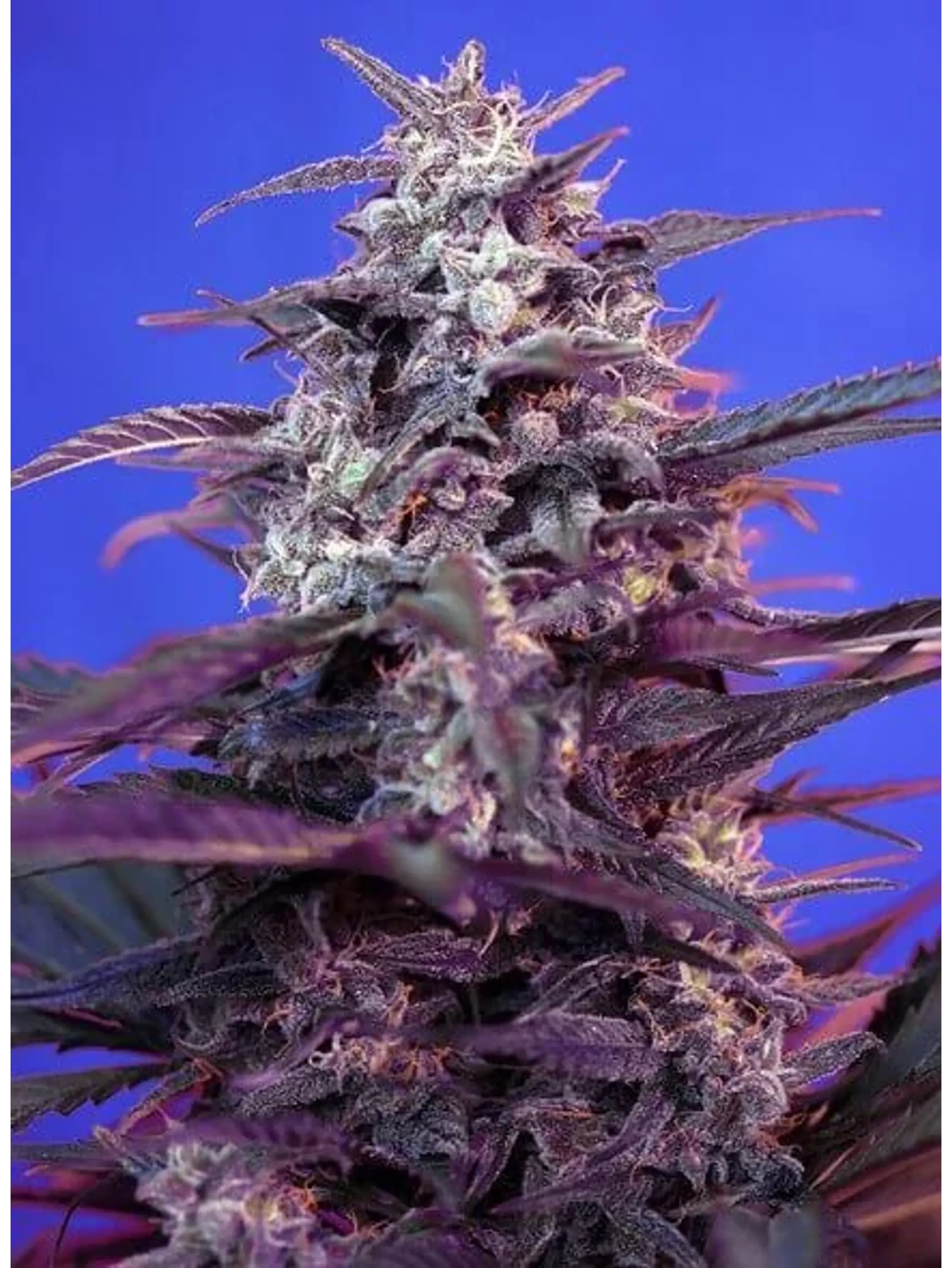 Bloody Skunk Red Family  Auto® X3+1-Sweet Seeds 2