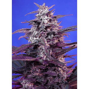 Bloody Skunk Red Family  Auto® X3+1-Sweet Seeds