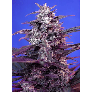 BLOODY SKUNK RED FAMILY  AUTO® X3+1-SWEET SEEDS