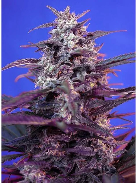 Bloody Skunk Red Family  Auto® X3+1-Sweet Seeds 2