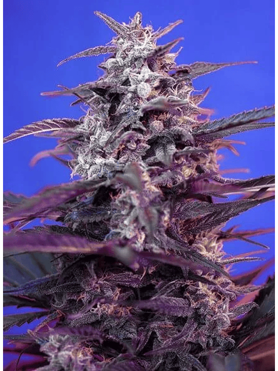 BLOODY SKUNK RED FAMILY  AUTO® X3+1-SWEET SEEDS 2