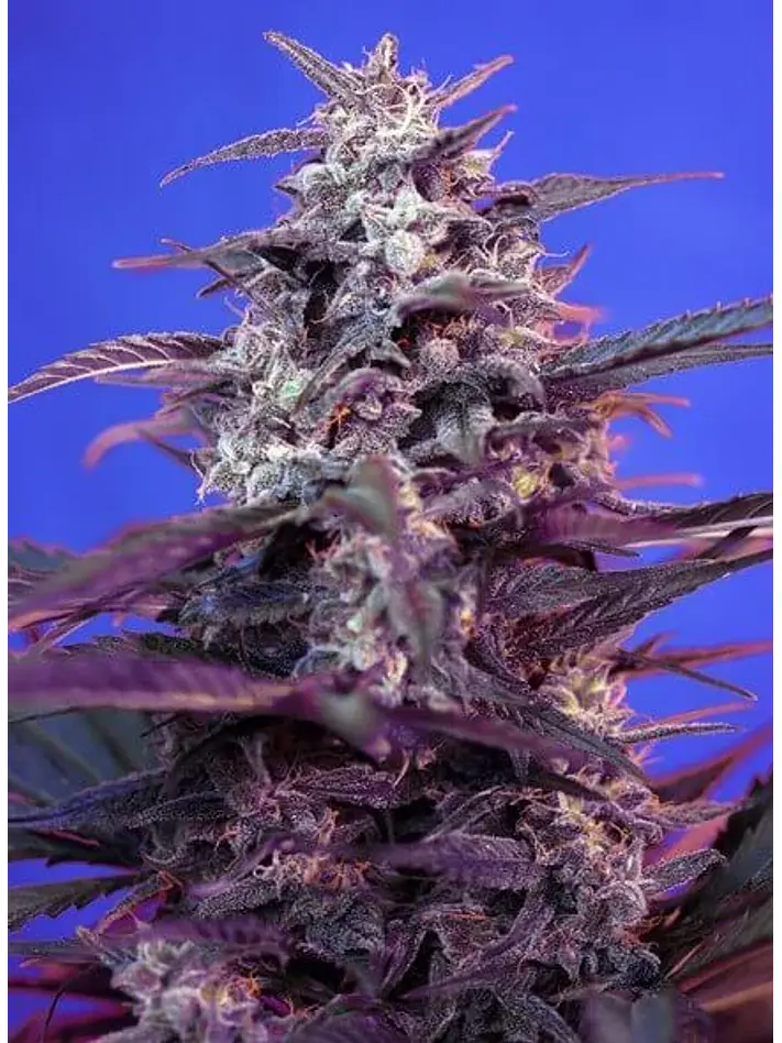 Bloody Skunk Red Family  Auto® X3+1-Sweet Seeds 2