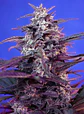 Bloody Skunk Red Family  Auto® X3+1-Sweet Seeds - Miniatura 2