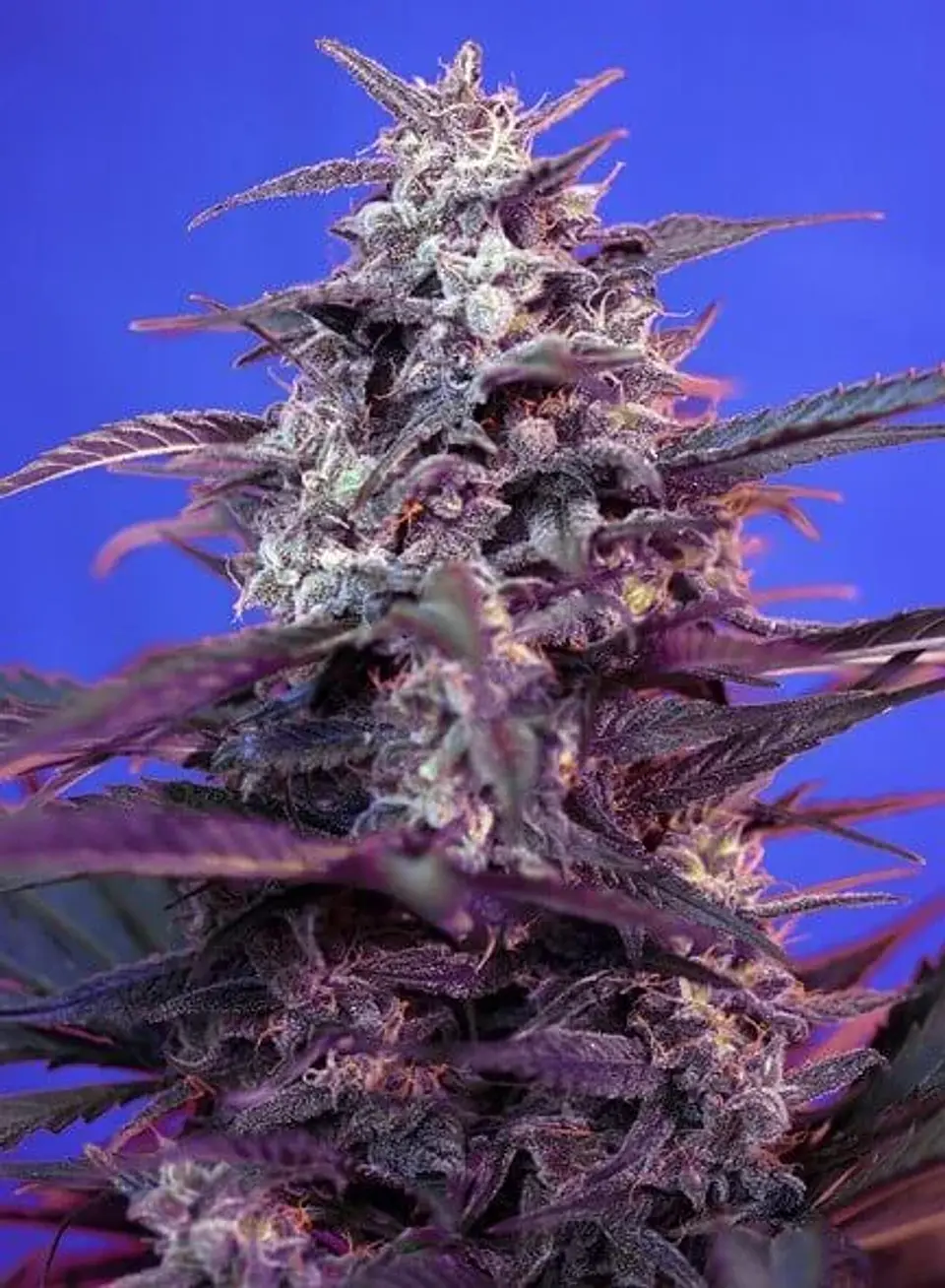 Bloody Skunk Red Family  Auto® X3+1-Sweet Seeds 2