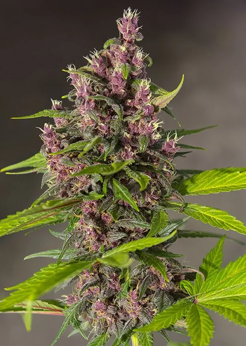 Bloody Skunk Red Family  Auto® X3+1-Sweet Seeds 3