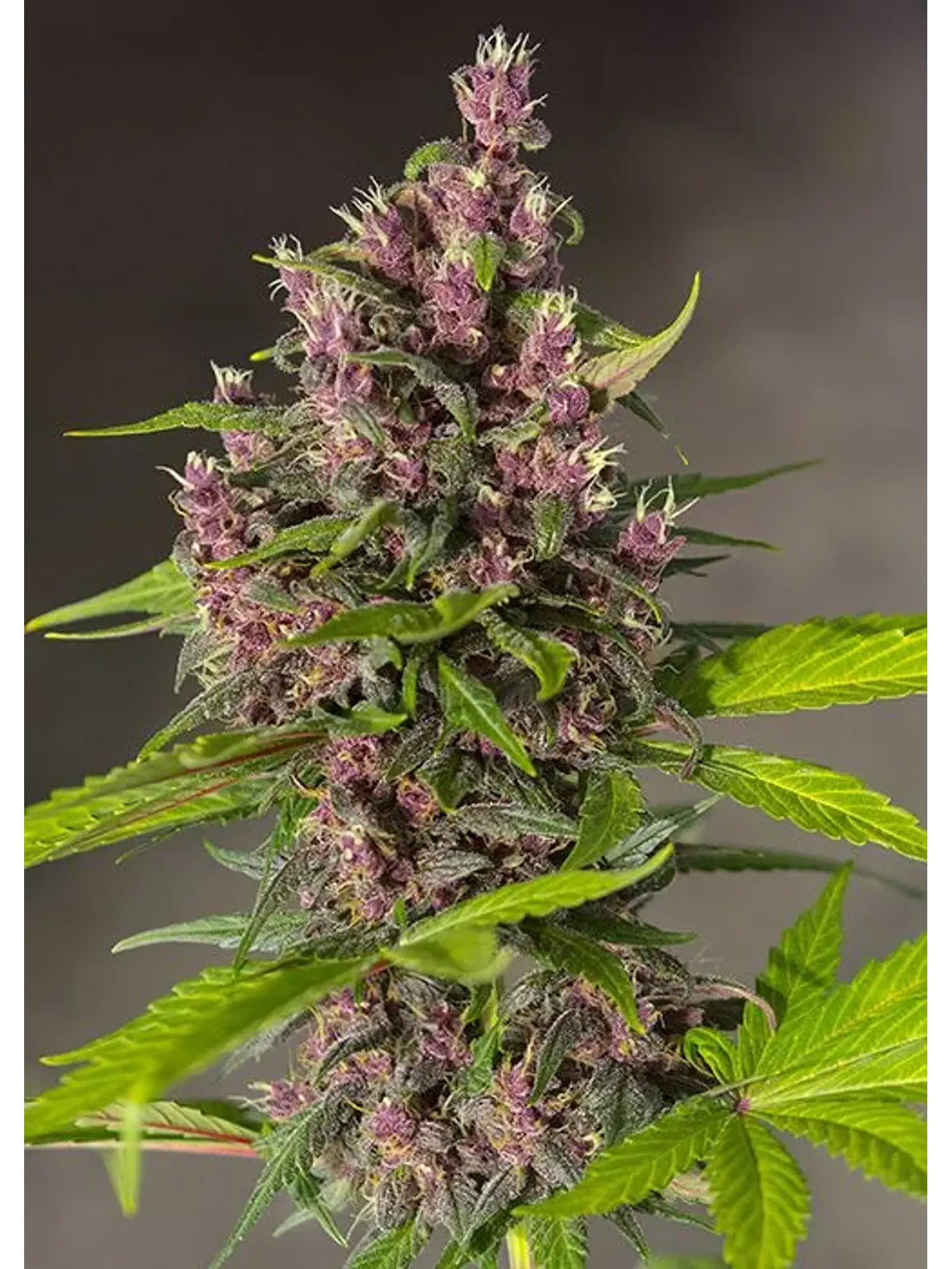 Bloody Skunk Red Family  Auto® X3+1-Sweet Seeds 3