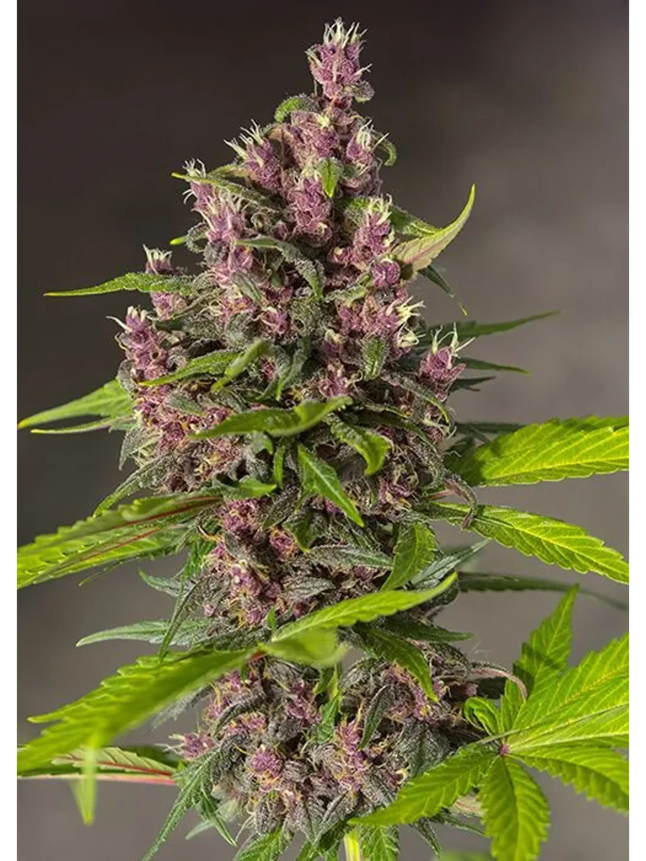 Bloody Skunk Red Family  Auto® X3+1-Sweet Seeds 3