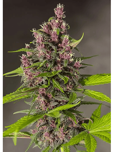 BLOODY SKUNK RED FAMILY  AUTO® X3+1-SWEET SEEDS 3