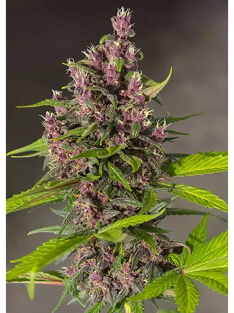 Bloody Skunk Red Family  Auto® X3+1-Sweet Seeds 3