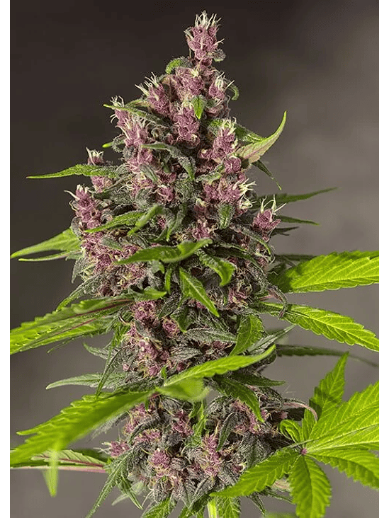 BLOODY SKUNK RED FAMILY  AUTO® X3+1-SWEET SEEDS 3