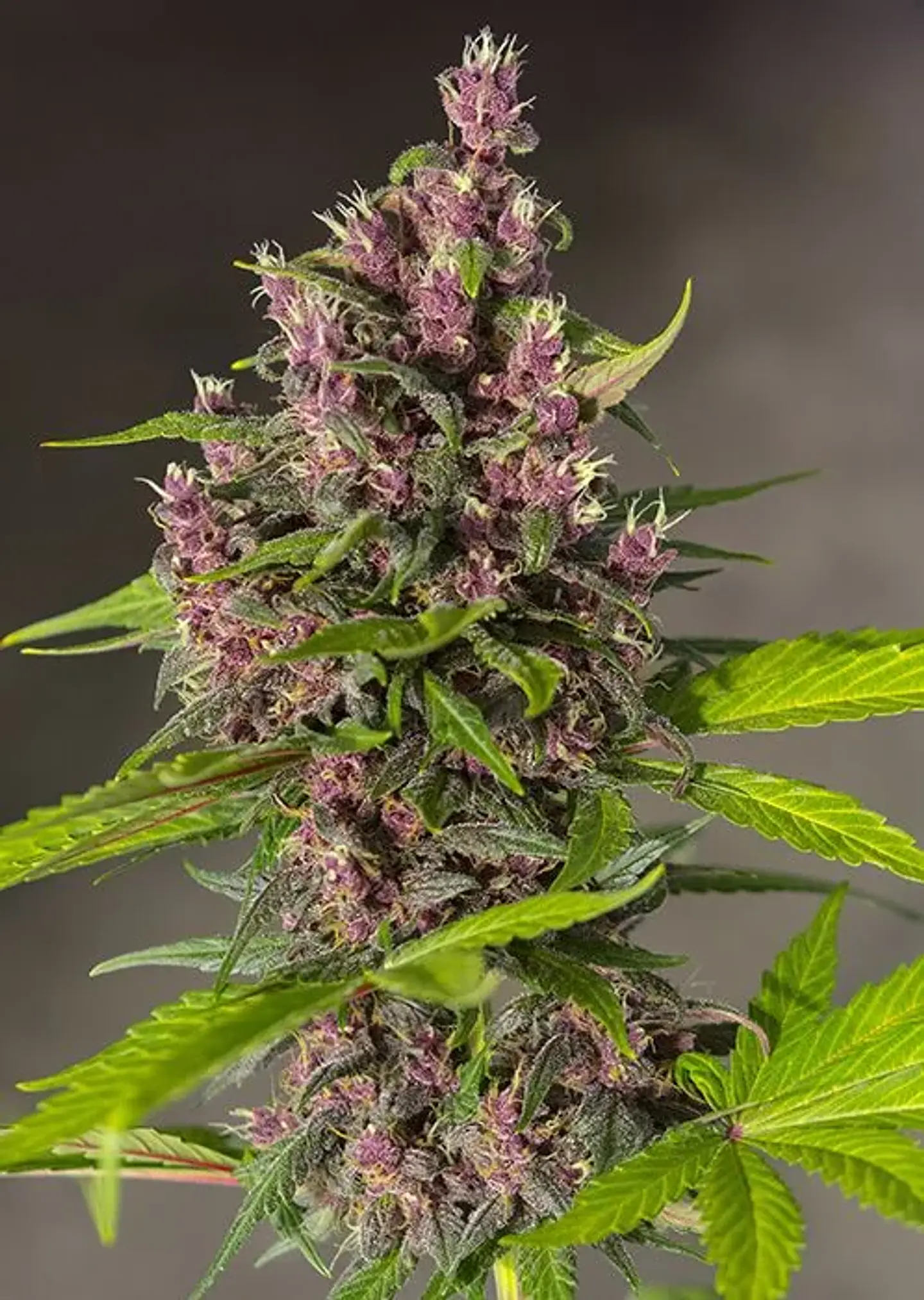 Bloody Skunk Red Family  Auto® X3+1-Sweet Seeds 3