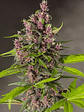 BLOODY SKUNK RED FAMILY  AUTO® X3+1-SWEET SEEDS - Miniatura 3