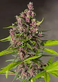 Bloody Skunk Red Family  Auto® X3+1-Sweet Seeds - Miniatura 3