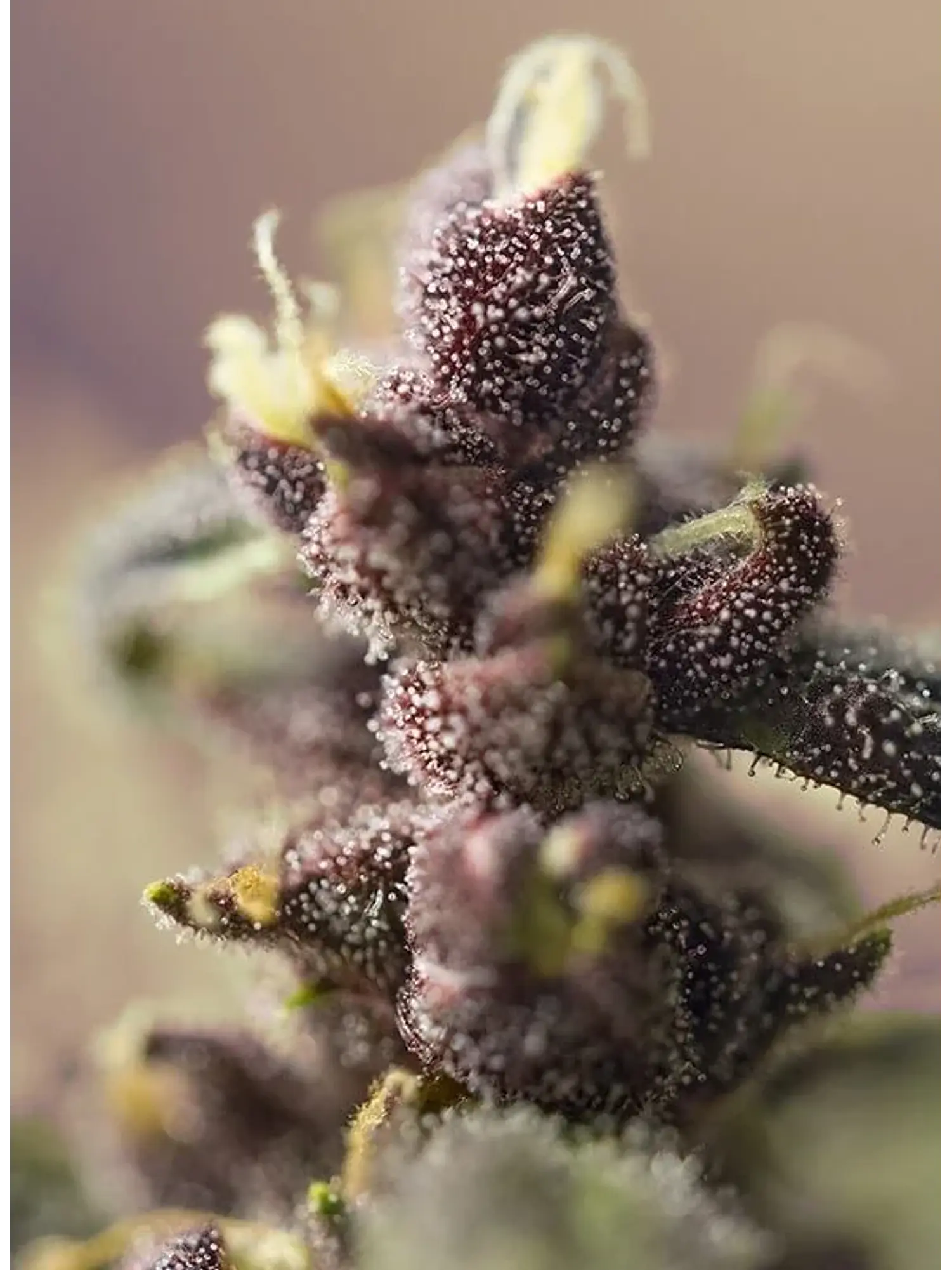 Bloody Skunk Red Family  Auto® X3+1-Sweet Seeds 4