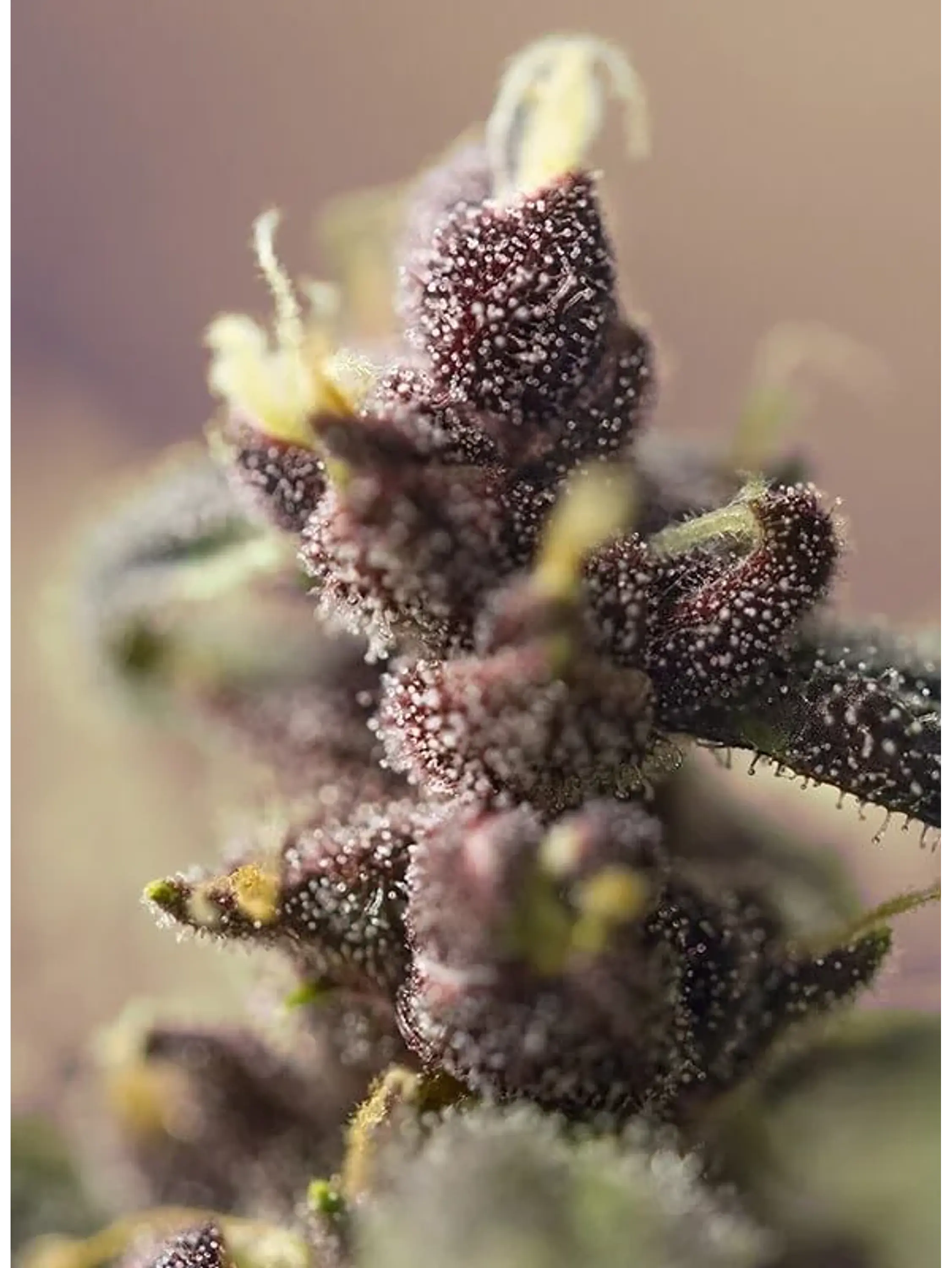 Bloody Skunk Red Family  Auto® X3+1-Sweet Seeds 4