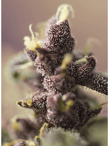 BLOODY SKUNK RED FAMILY  AUTO® X3+1-SWEET SEEDS 4