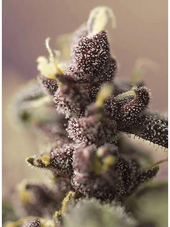 BLOODY SKUNK RED FAMILY  AUTO® X3+1-SWEET SEEDS 4