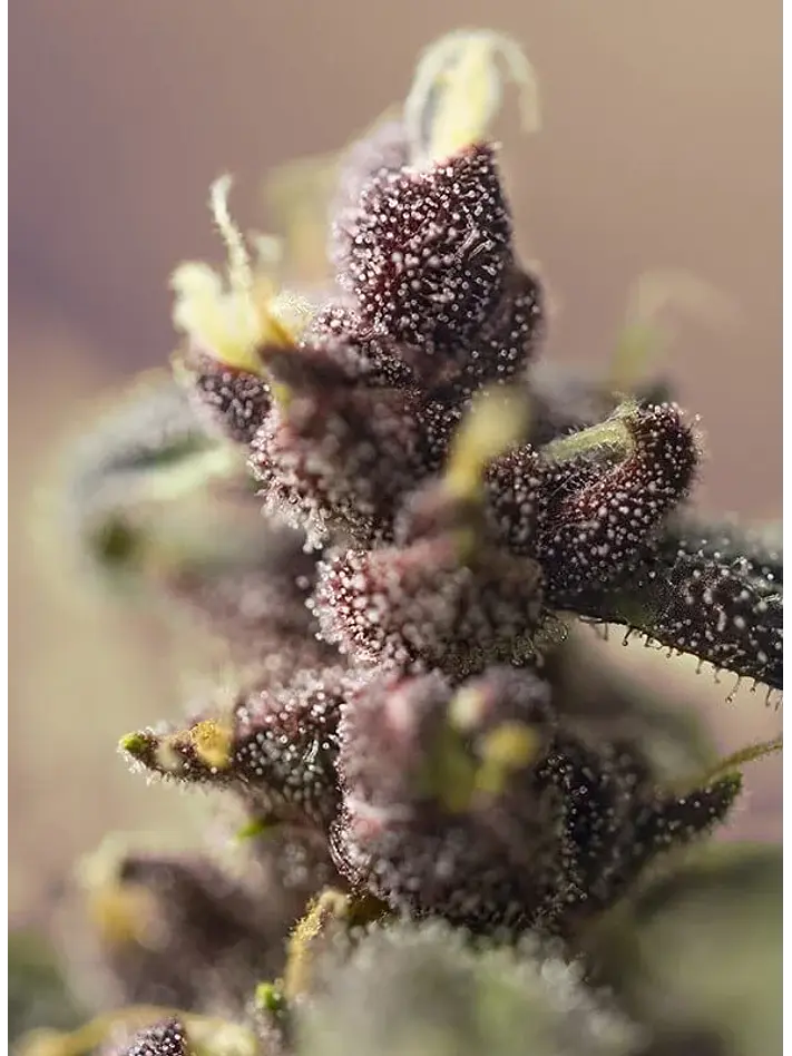 Bloody Skunk Red Family  Auto® X3+1-Sweet Seeds 4