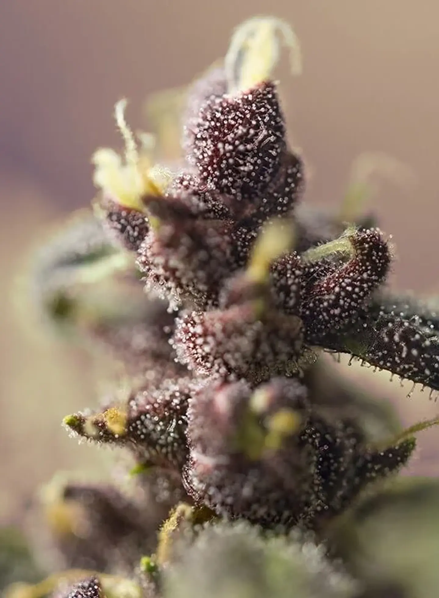 Bloody Skunk Red Family  Auto® X3+1-Sweet Seeds 4