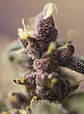Bloody Skunk Red Family  Auto® X3+1-Sweet Seeds - Miniatura 4