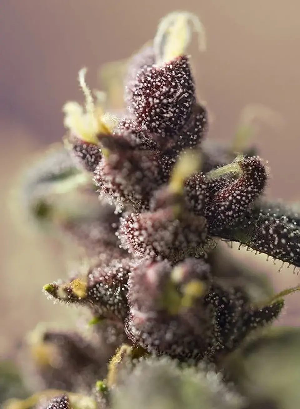 Bloody Skunk Red Family  Auto® X3+1-Sweet Seeds 4