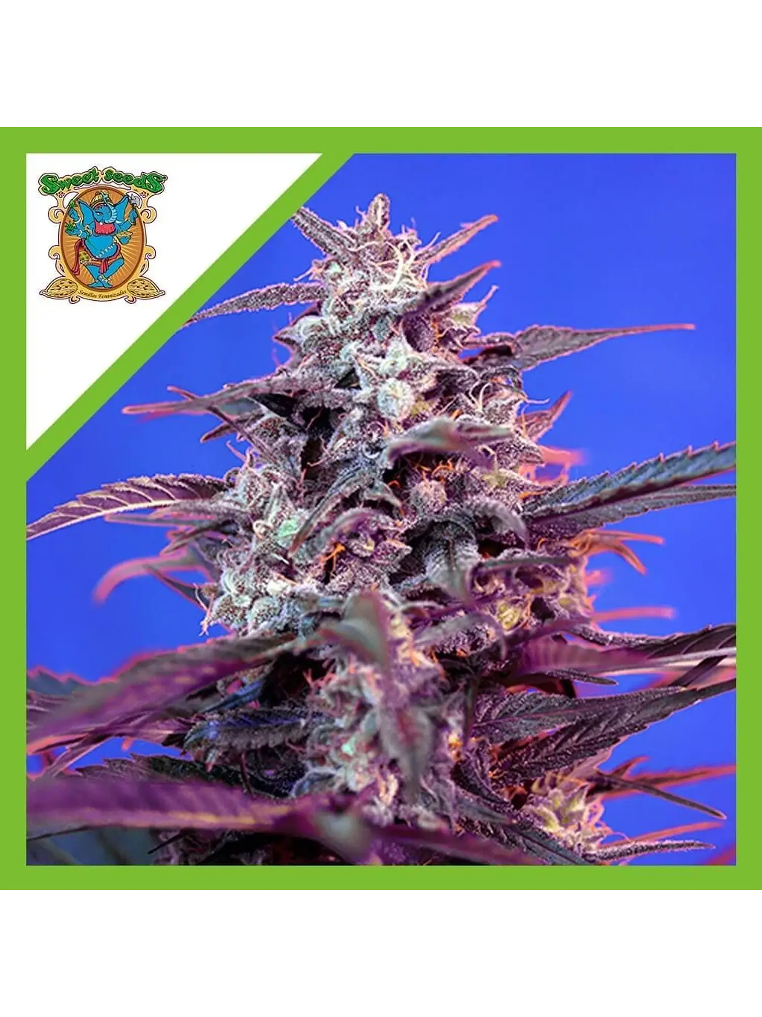 Bloody Skunk Red Family  Auto® X3+1-Sweet Seeds 1