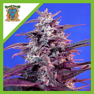 Bloody Skunk Red Family  Auto® X3+1-Sweet Seeds