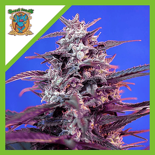 BLOODY SKUNK RED FAMILY  AUTO® X3+1-SWEET SEEDS