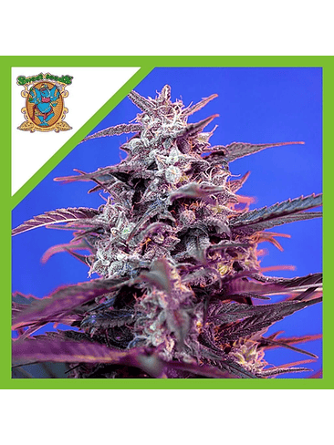 BLOODY SKUNK RED FAMILY  AUTO® X3+1-SWEET SEEDS 1