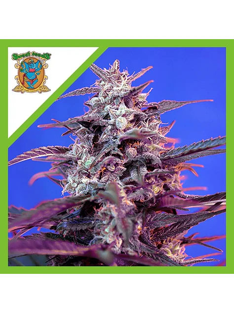 Bloody Skunk Red Family  Auto® X3+1-Sweet Seeds 1