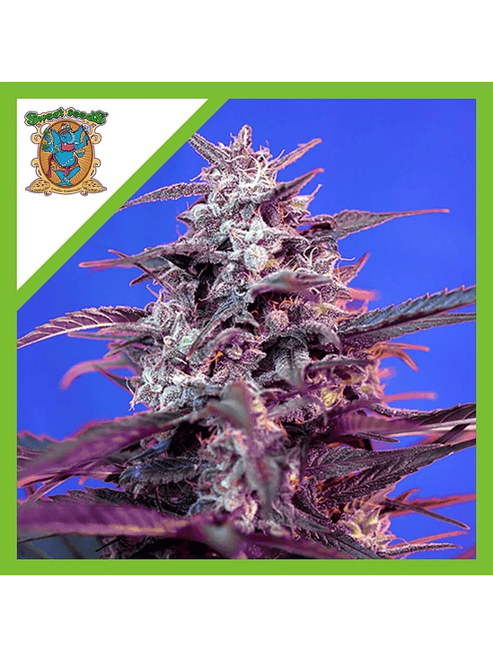 BLOODY SKUNK RED FAMILY  AUTO® X3+1-SWEET SEEDS 1