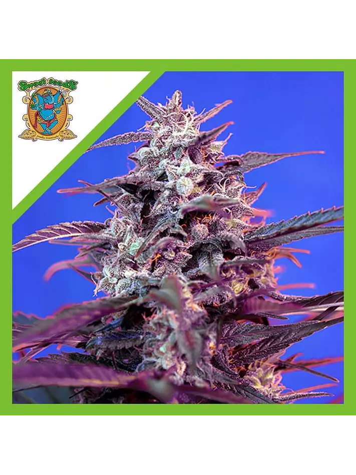 Bloody Skunk Red Family  Auto® X3+1-Sweet Seeds 1