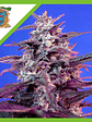 BLOODY SKUNK RED FAMILY  AUTO® X3+1-SWEET SEEDS - Miniatura 1