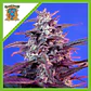 Bloody Skunk Red Family  Auto® X3+1-Sweet Seeds - Miniatura 1