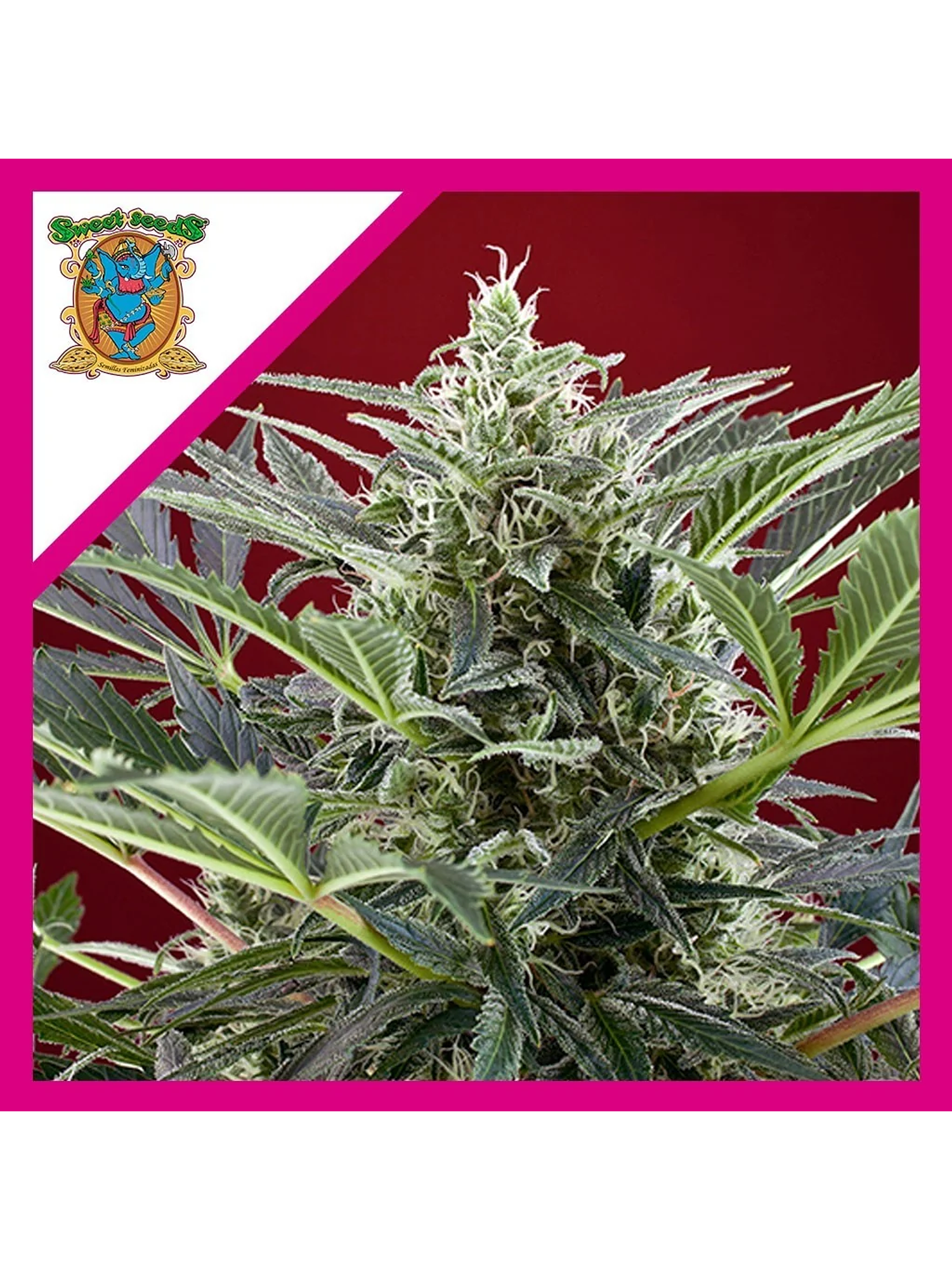 Cream 47  Fem® X3+1-Sweet Seeds 1