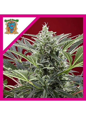 CREAM 47  FEM® X3+1-SWEET SEEDS 1