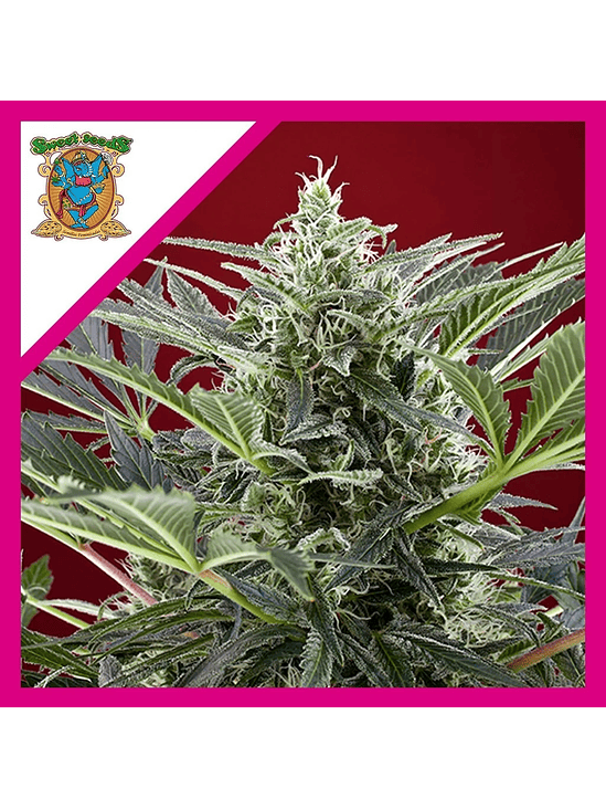 CREAM 47  FEM® X3+1-SWEET SEEDS 1