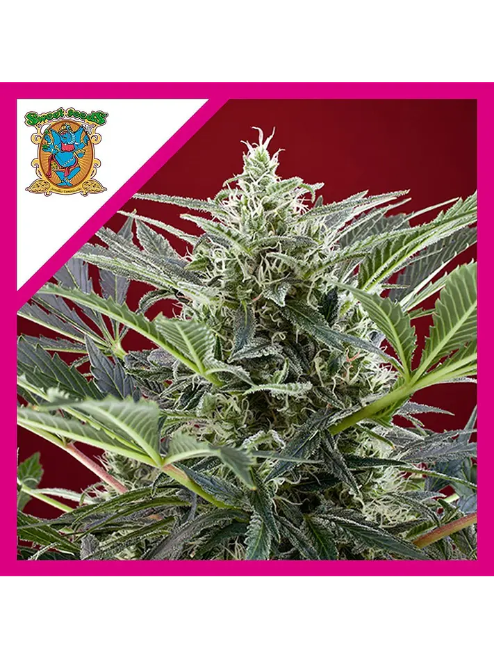 Cream 47  Fem® X3+1-Sweet Seeds 1