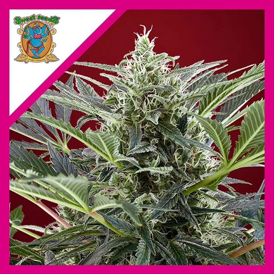Cream 47  Fem® X3+1-Sweet Seeds 1