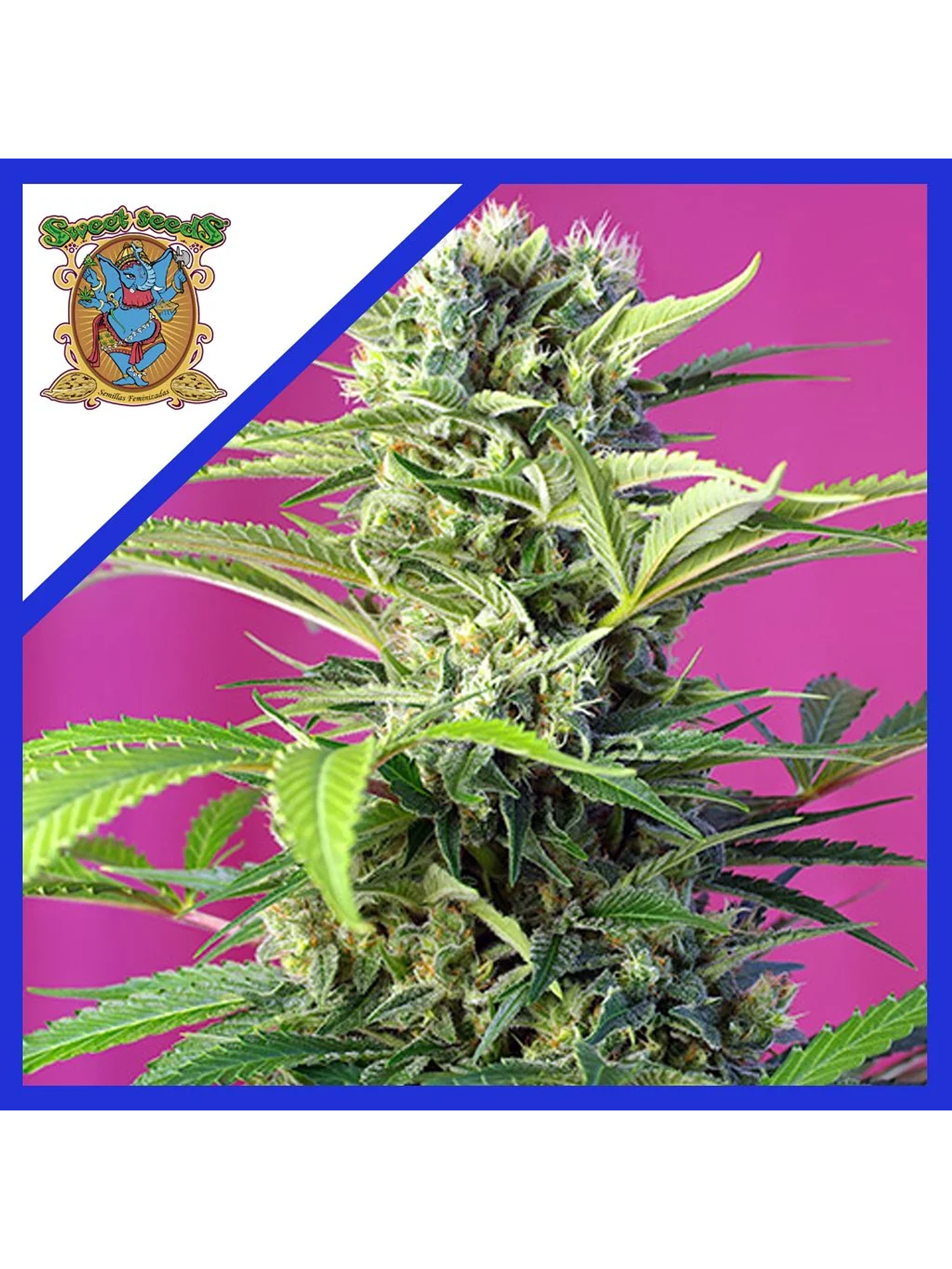 Chem Beyond Disel  Cbd Fem® X3+1-Sweet Seeds 1