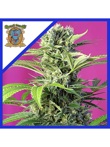 CHEM BEYOND DISEL  CBD FEM® X3+1-SWEET SEEDS 1