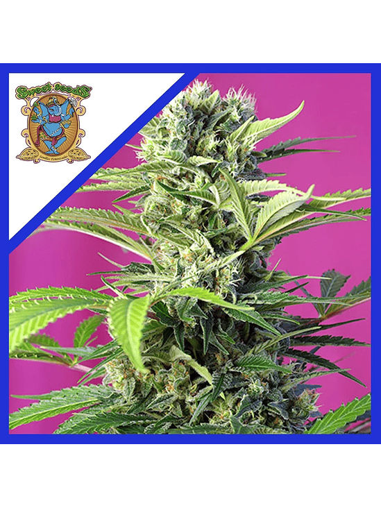 CHEM BEYOND DISEL  CBD FEM® X3+1-SWEET SEEDS 1