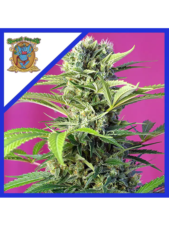 Chem Beyond Disel  Cbd Fem® X3+1-Sweet Seeds 1