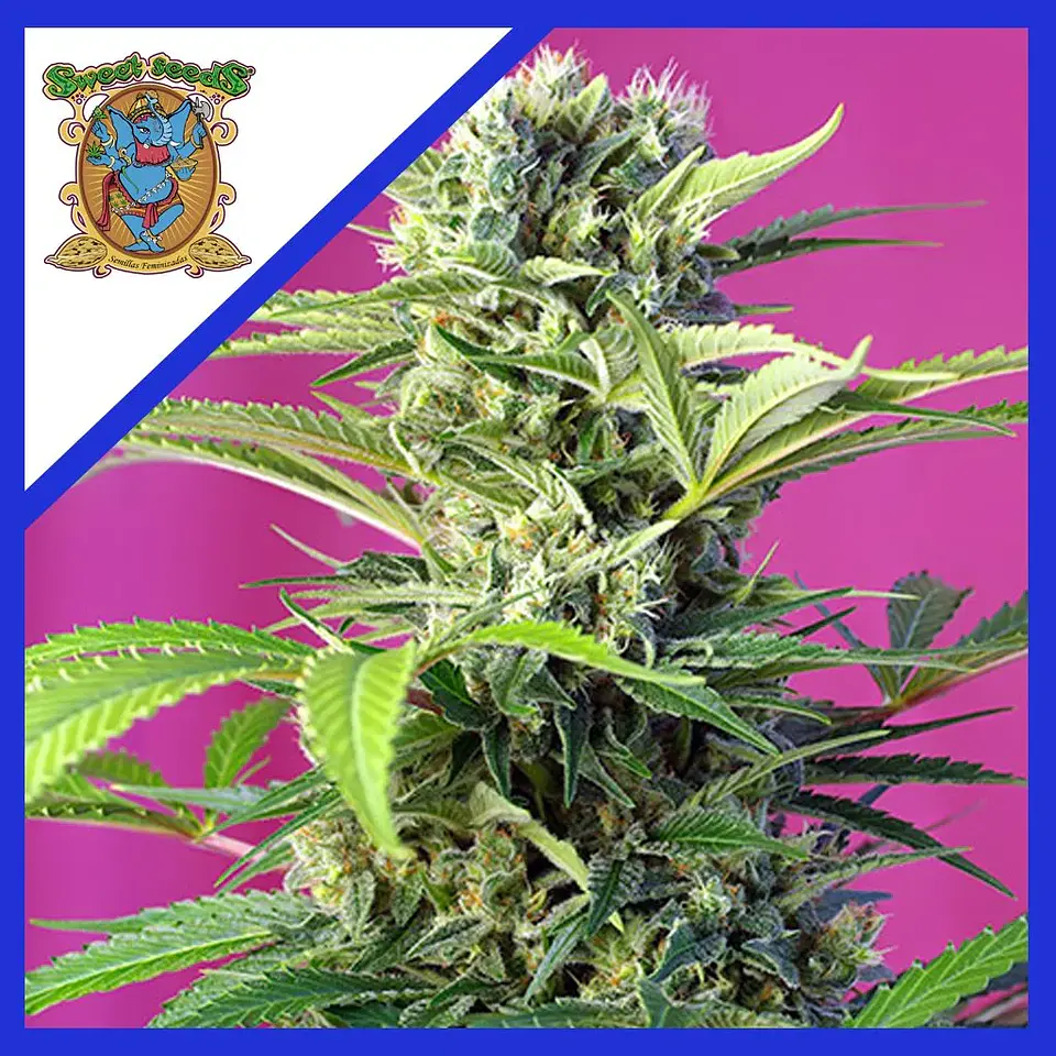Chem Beyond Disel  Cbd Fem® X3+1-Sweet Seeds 1
