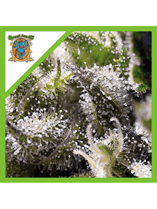 CREAM CARAMEL  AUTO® X25-SWEET SEEDS 1